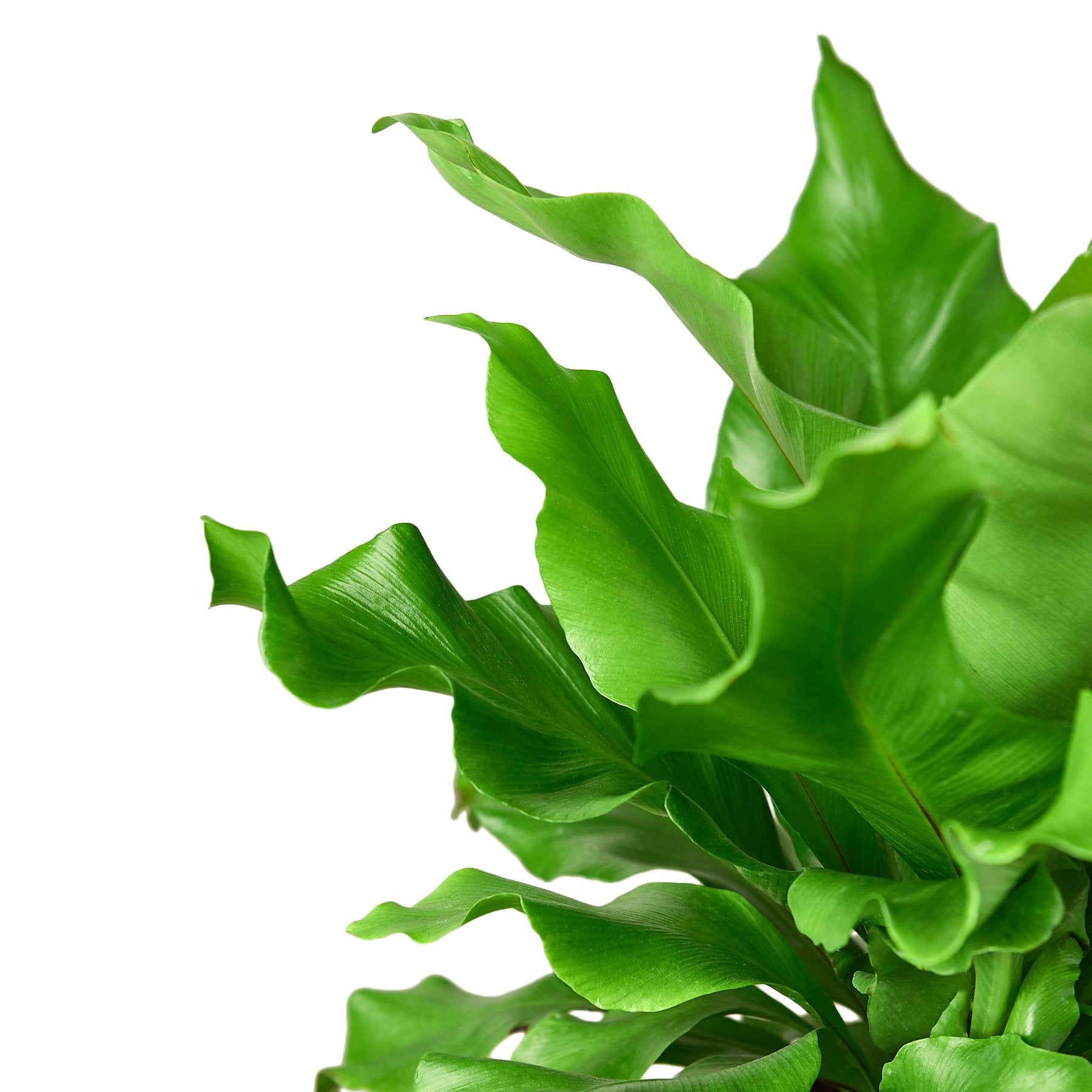 Birds Nest Fern leaves
