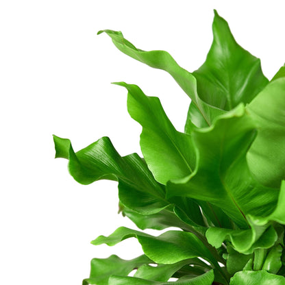 Birds Nest Fern leaves