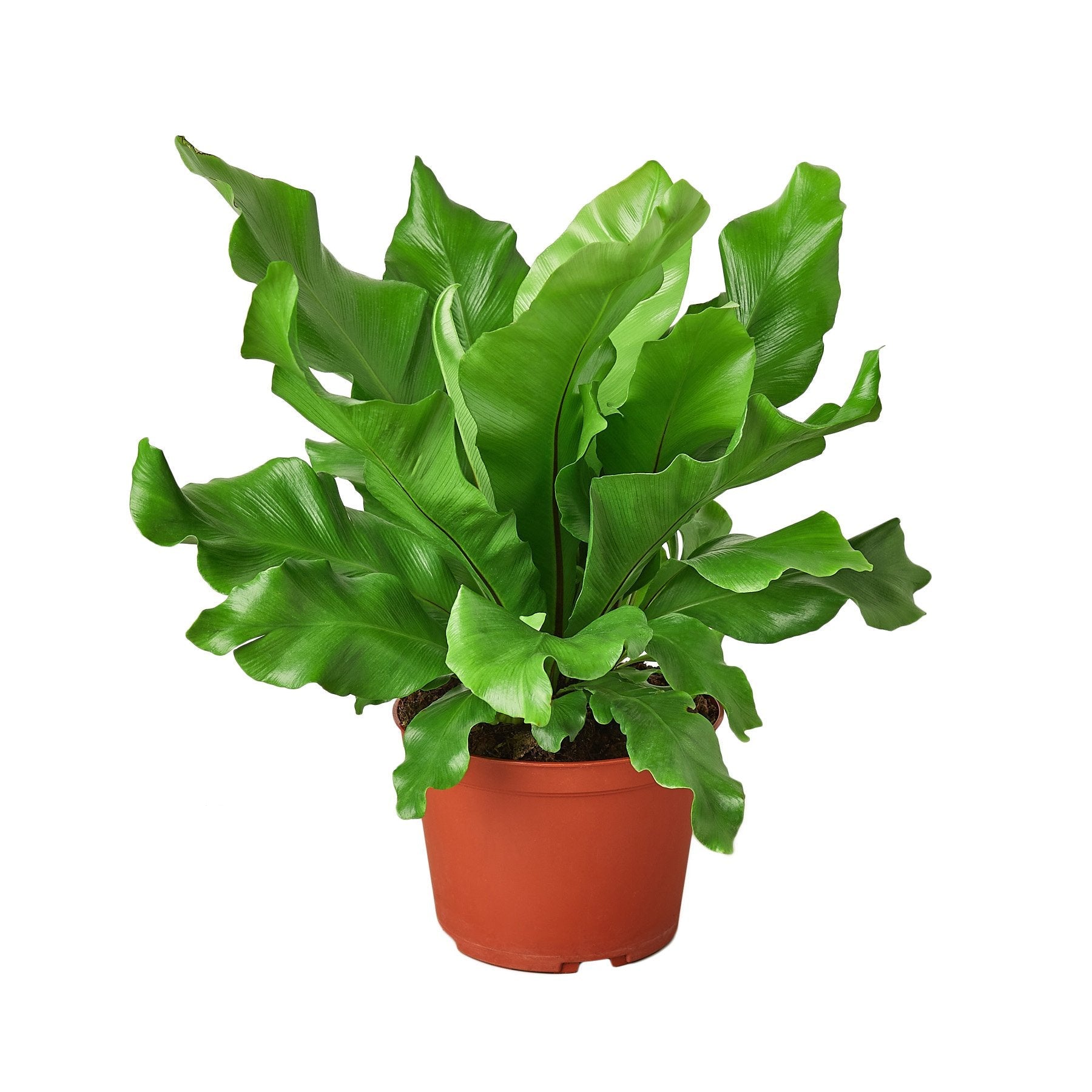 Nidus Fern in 4" Pot