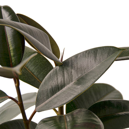 Ficus Elastica Burgundy Pointed leaves for prosperity