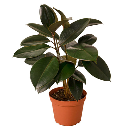 Ficus Elastica Burgundy in 6 inch pot