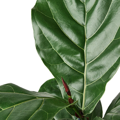 Fiddle Leaf Fig AKA Ficus Lyrata leaves