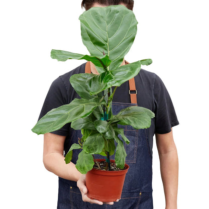 Fiddle Leaf Fig AKA Ficus Lyrata in 6 inch pot