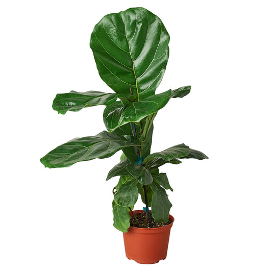 Fiddle Leaf Fig AKA Ficus Lyrata  in six inch pot