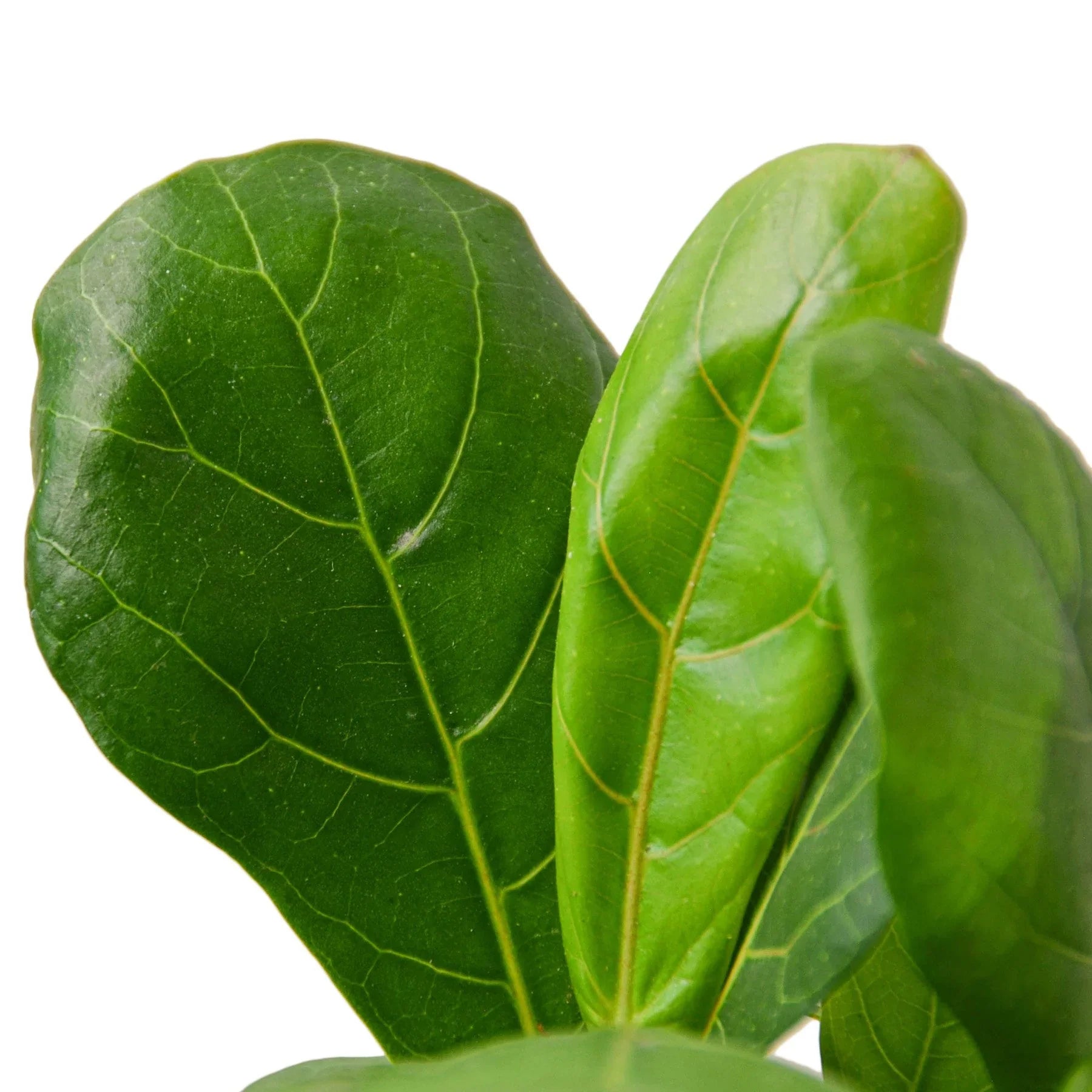 Fiddle Leaf Fig AKA Ficus Lyrata leaves
