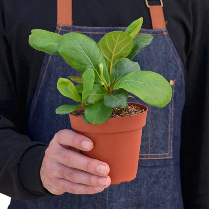 Fiddle Leaf Fig AKA Ficus Lyrata
