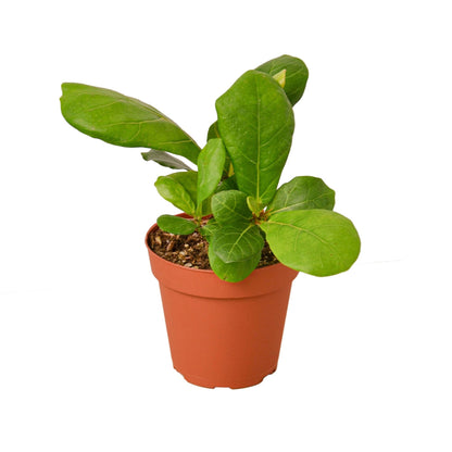 Fiddle Leaf Fig AKA Ficus Lyrata  in four inch pot