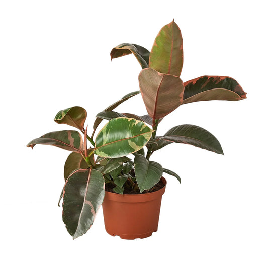 Ficus Elastica Ruby Pink in a 6 inch nursery pot