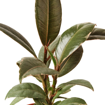 striking leaves of the Ficus Elastica Tineke