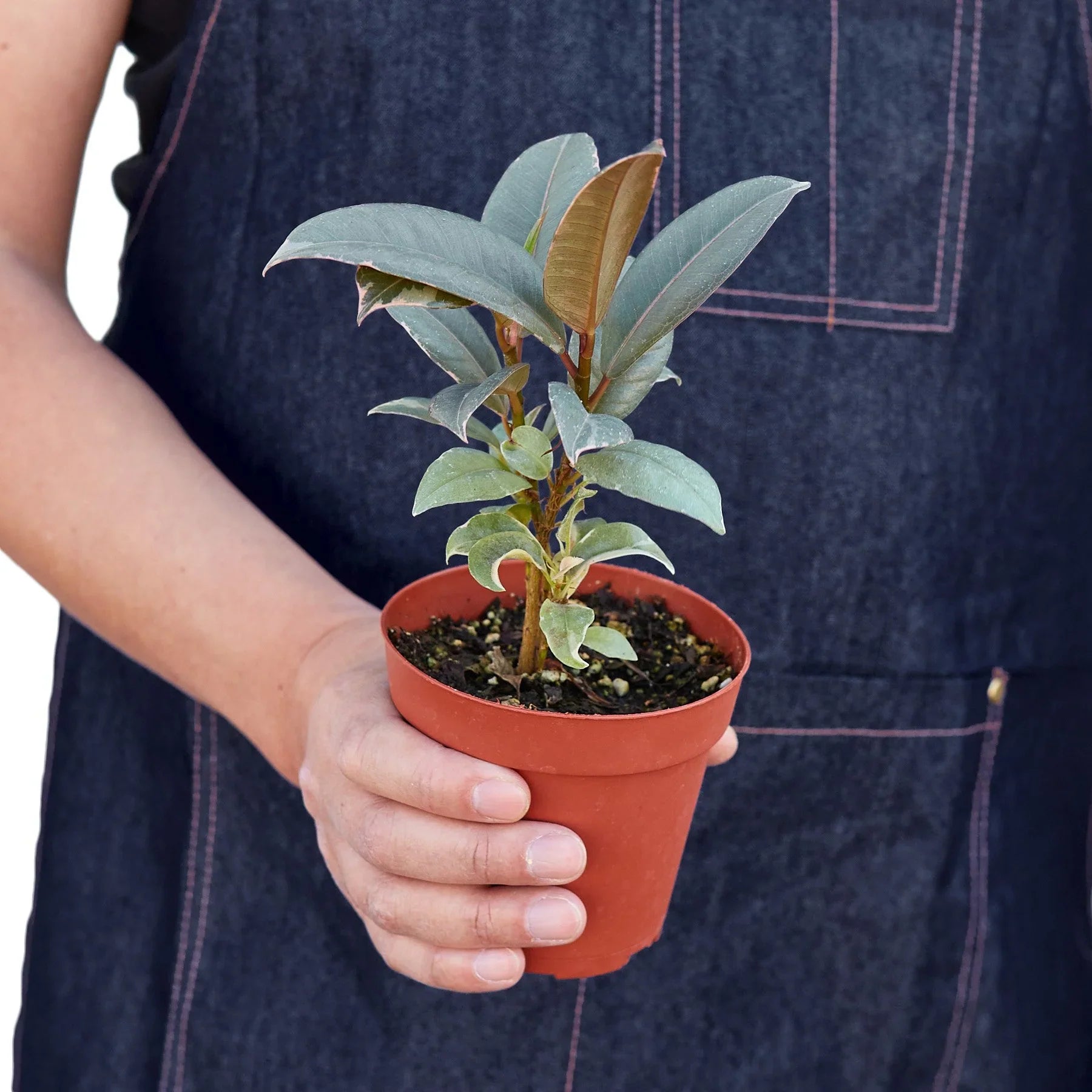 Small Ficus Elastica Tineke in a 4 inch nursery pot