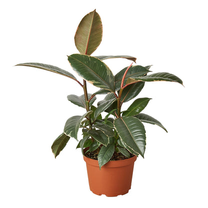 Ficus Elastica Tineke in 6 inch pot