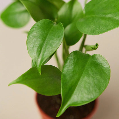 Monstera Split-Leaf Deliciosa