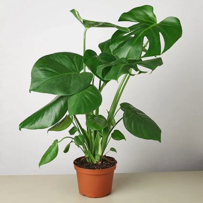 Monstera Split-Leaf Deliciosa