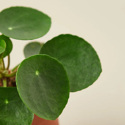 Chinese Money plant leaf