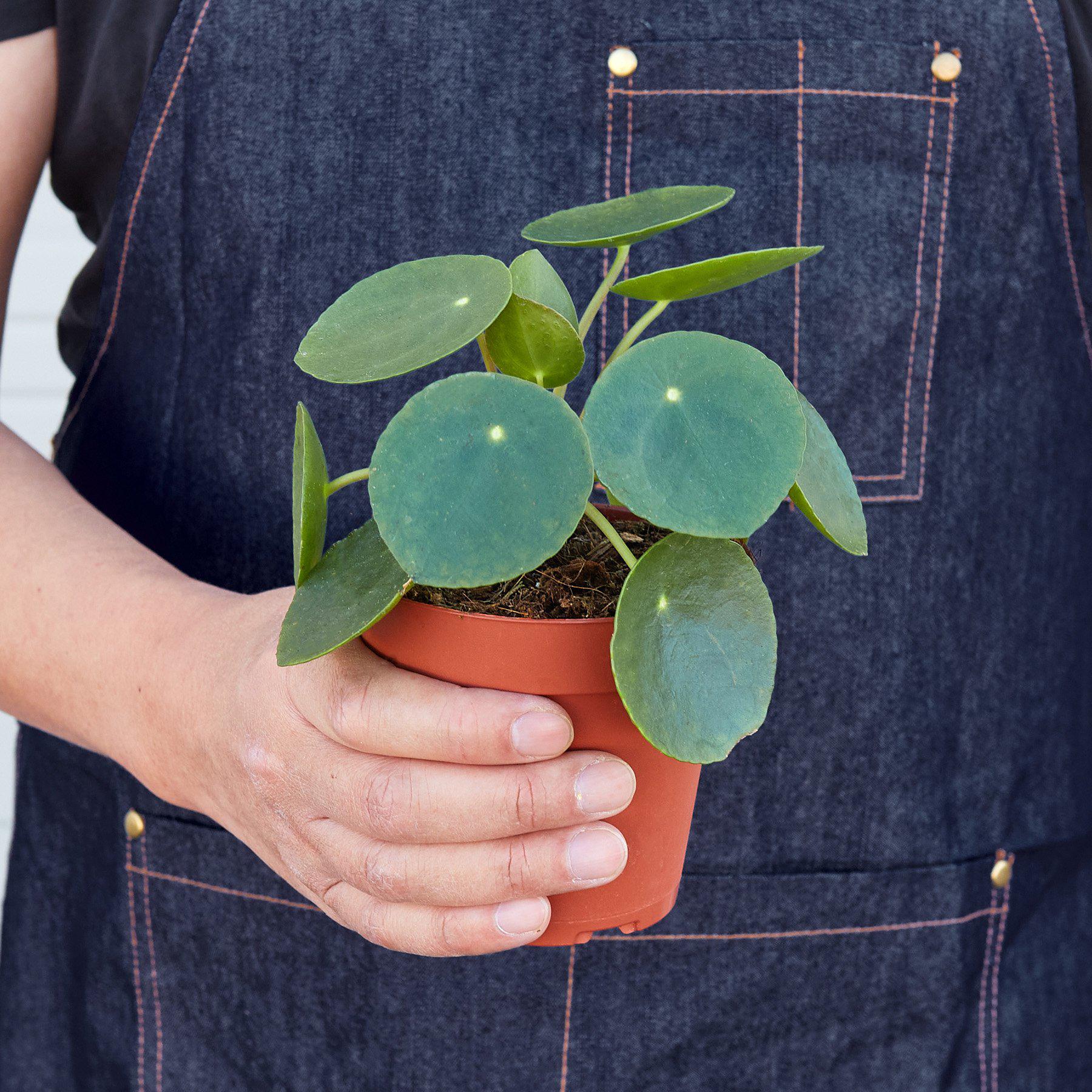 Pilea Peperomioides