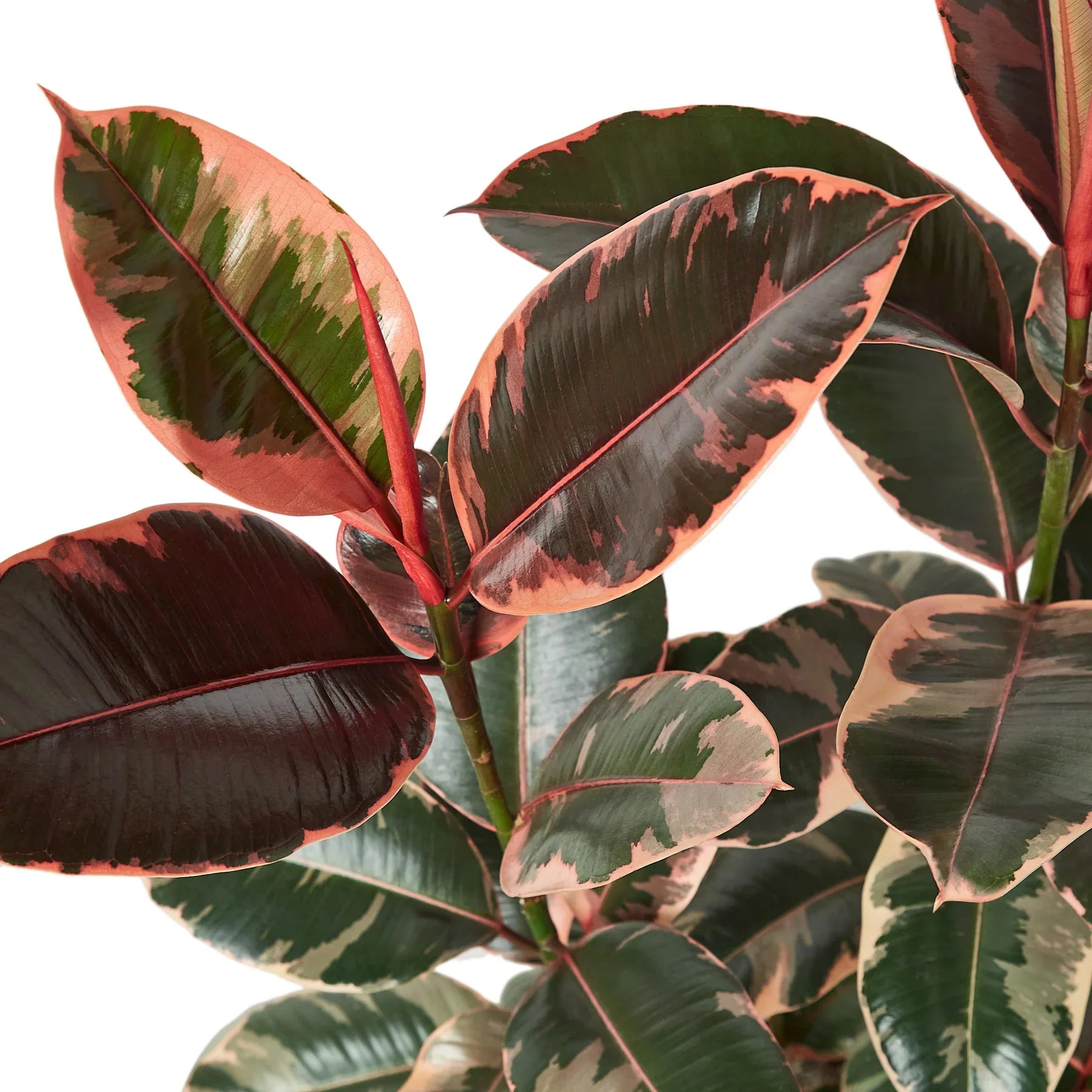 striking varietated leaves of the Ficus Elastica Ruby Pink