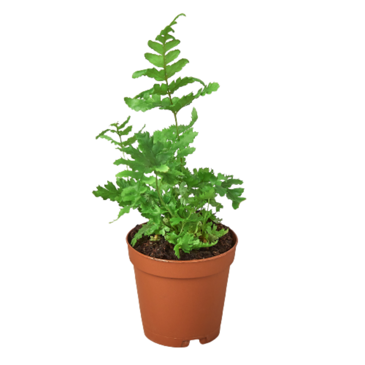 Autumn Fern plant in four inch brown nursery pot. 