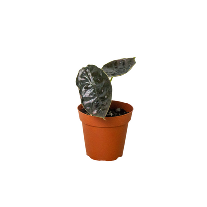 Alocasia Red Mambo