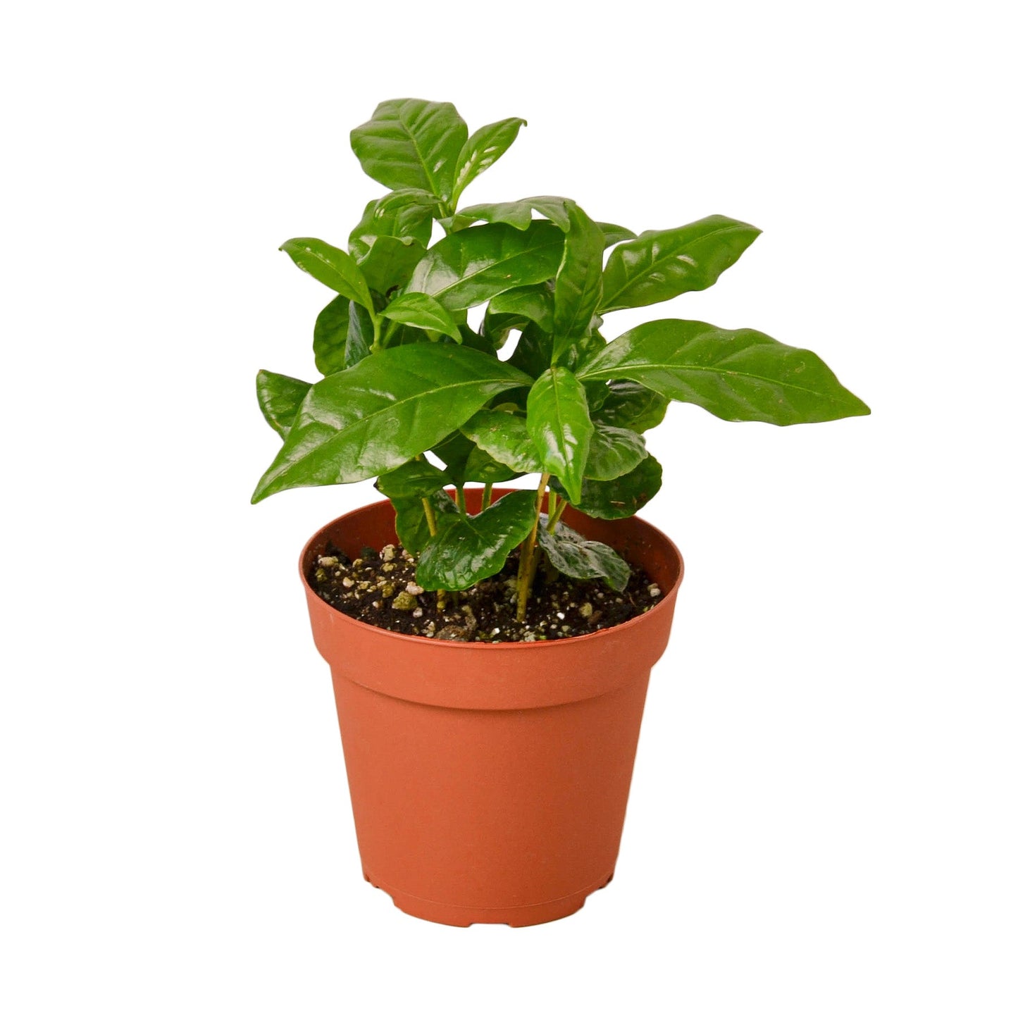 Arabica Coffee Tree in 4 inch pot