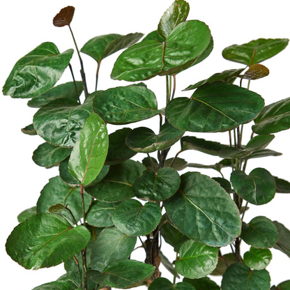 Aralia Fabian Plant Foliage