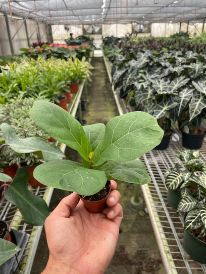 Fiddle Leaf Fig AKA Ficus Lyrata