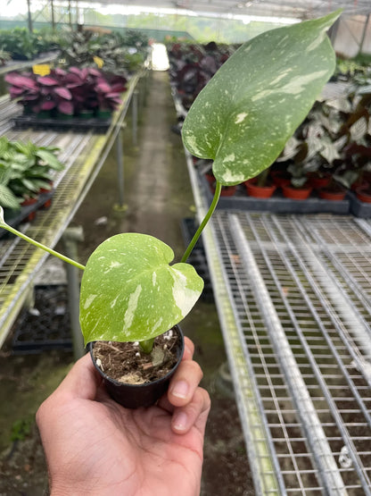 2" Monstera Thai Constellation