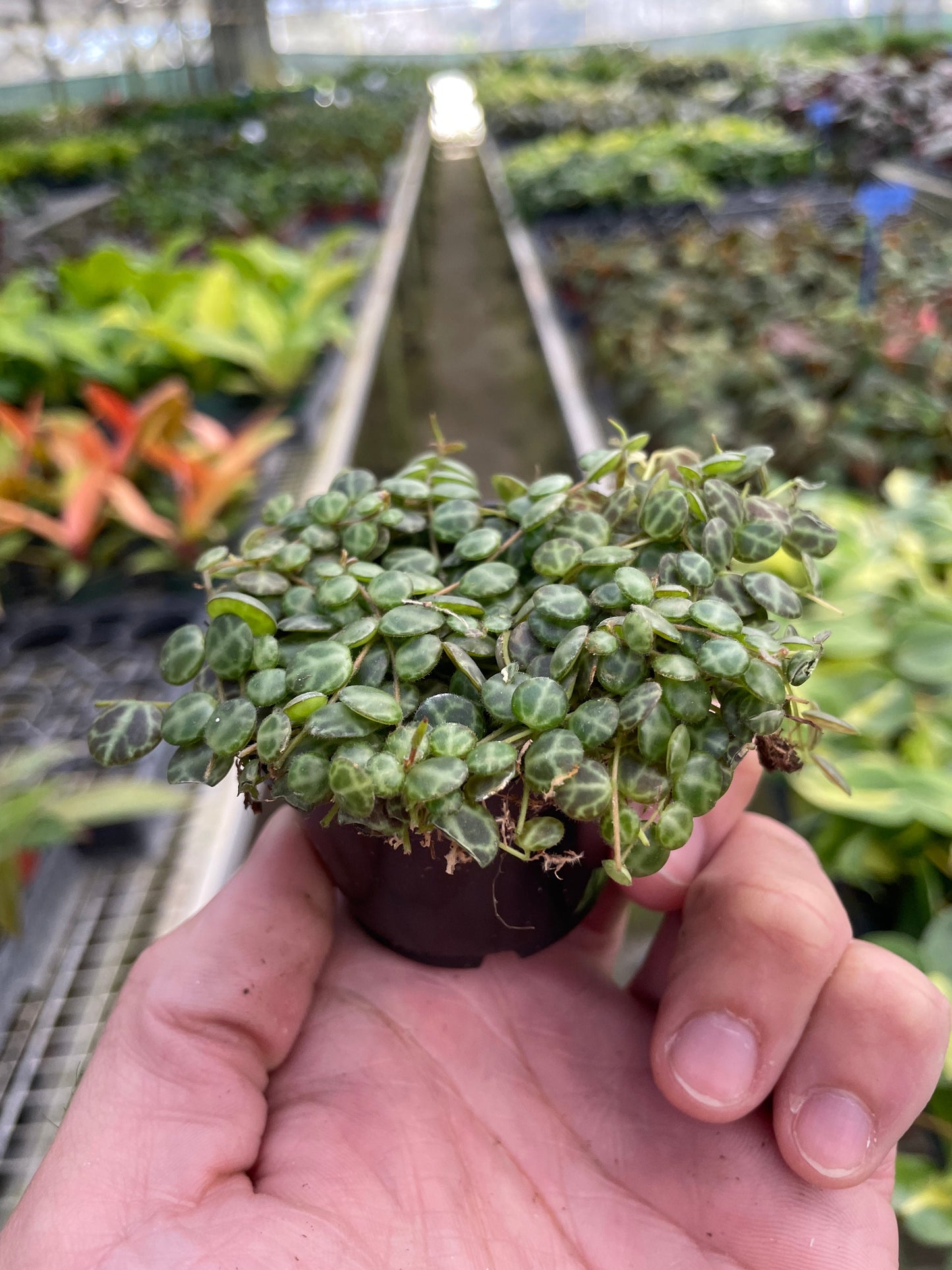 Peperomia Prostrata 'String of Turtles'