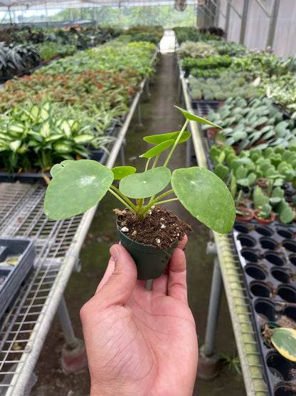 Pilea Peperomioides 'Chinese Money Plant' 2" Plant