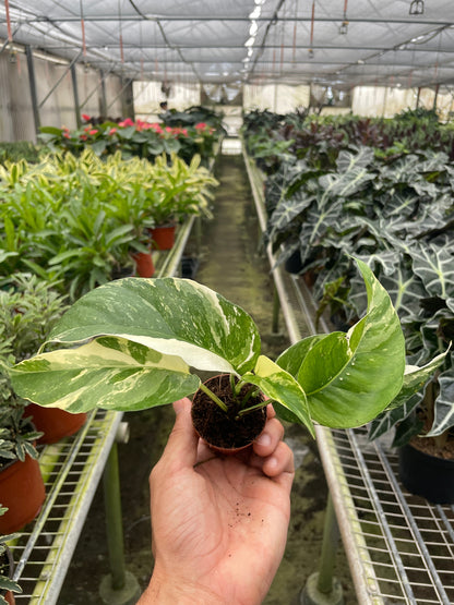 2" Pothos Albo Variegata