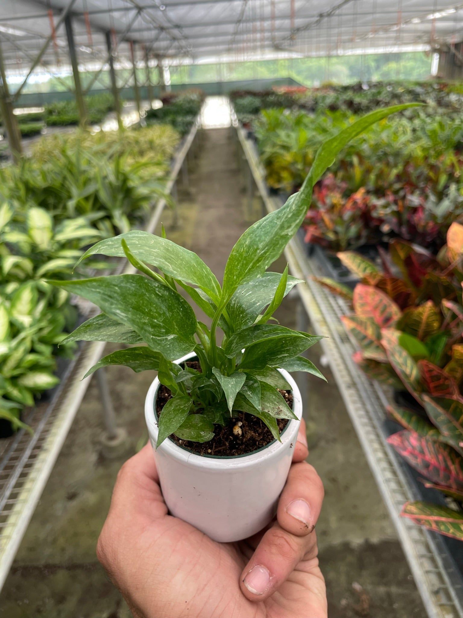 peace lily growing small leaves Variegated Spathiphyllum Domino Peace Lily: Elegant Houseplant