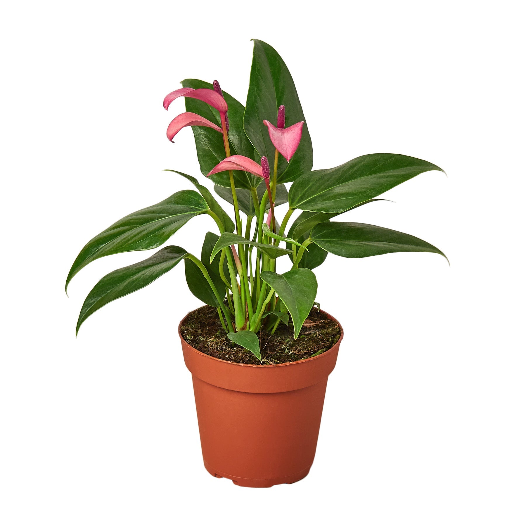 Anthurium Purple plant in a 4 inch nursery pot. 