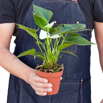 painter's palette plant indoor Anthurium 'White' 4" Pot