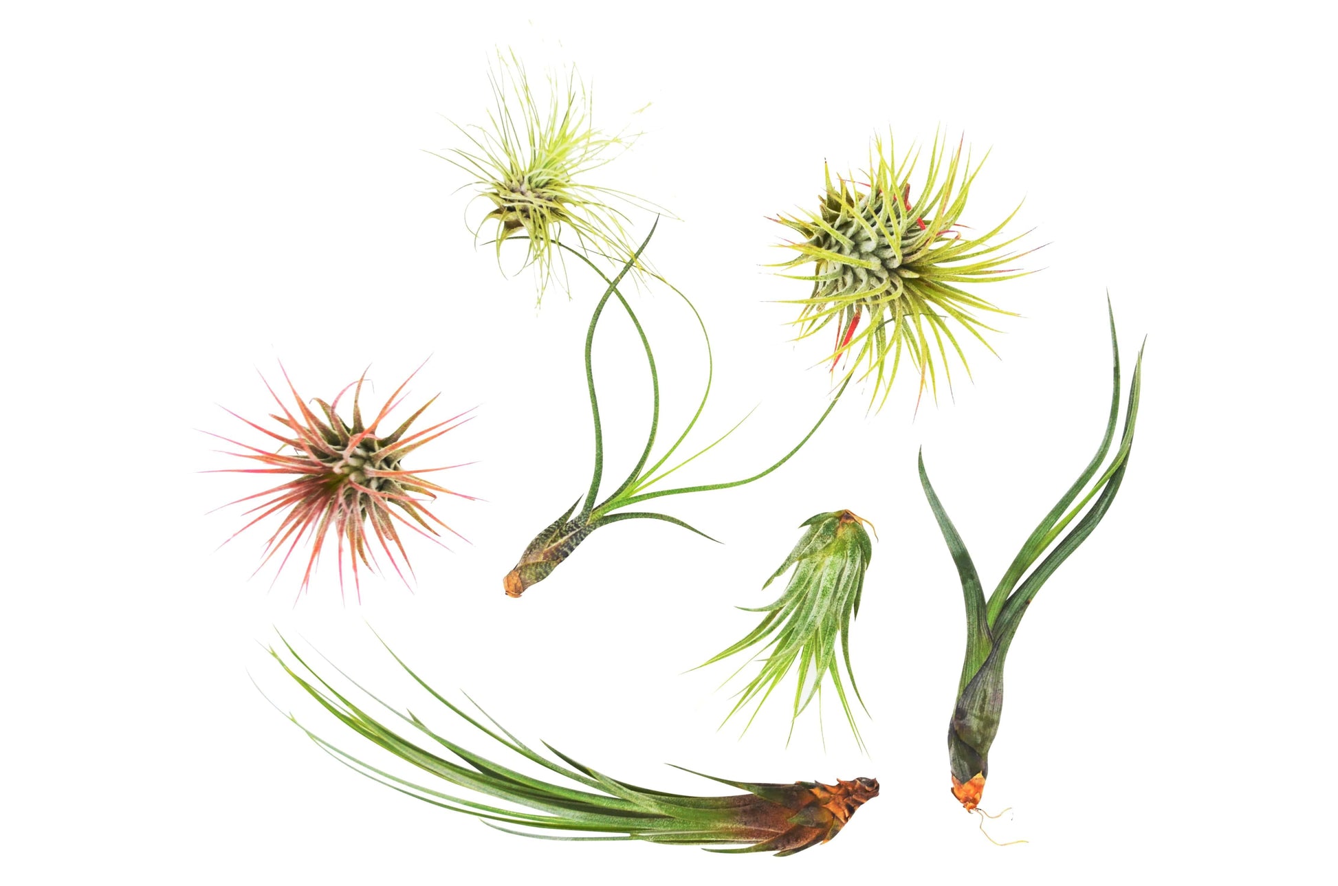 Tillandsia Air Plant Variety Pack