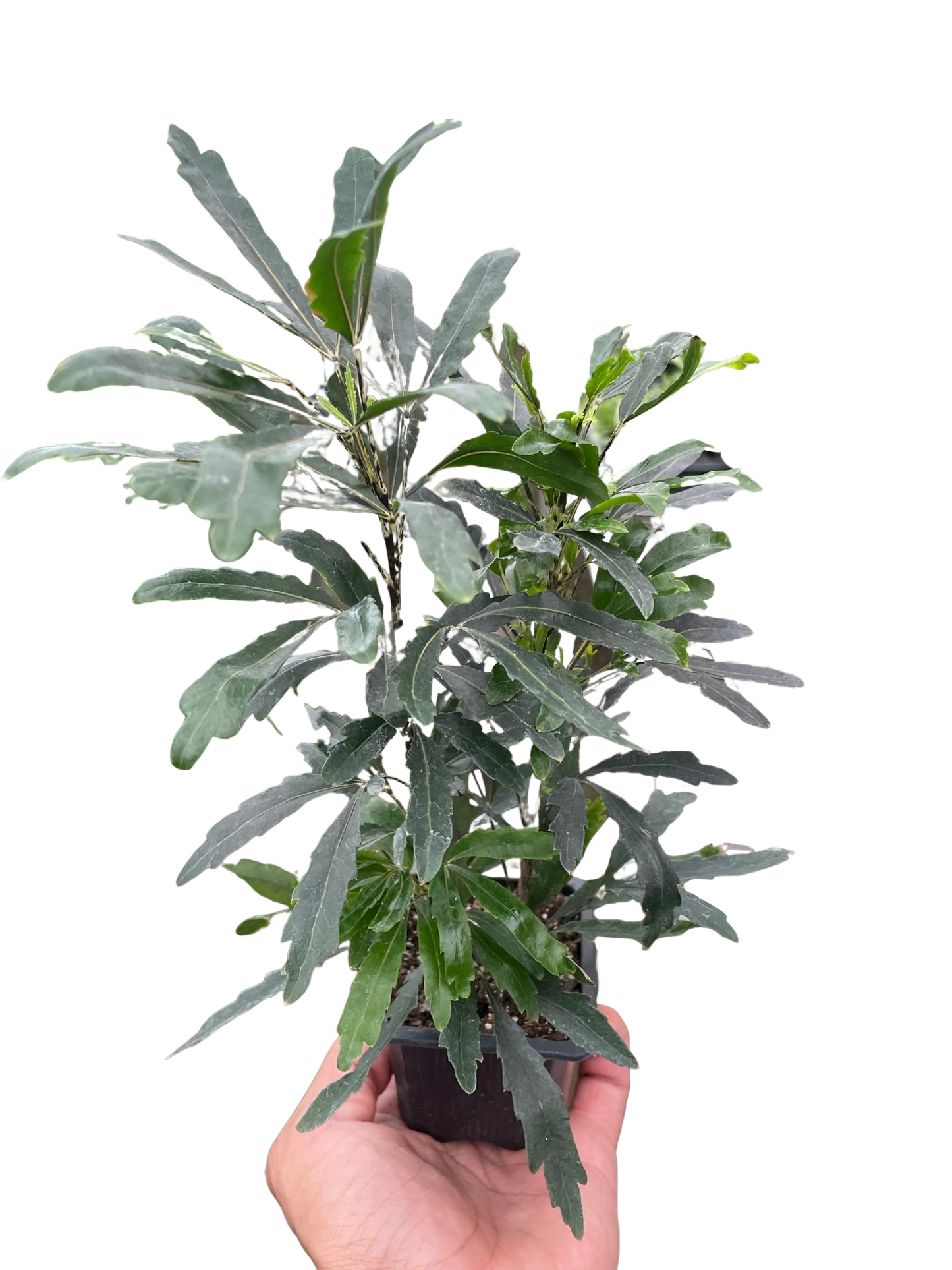 False Aralia Bianca Plant