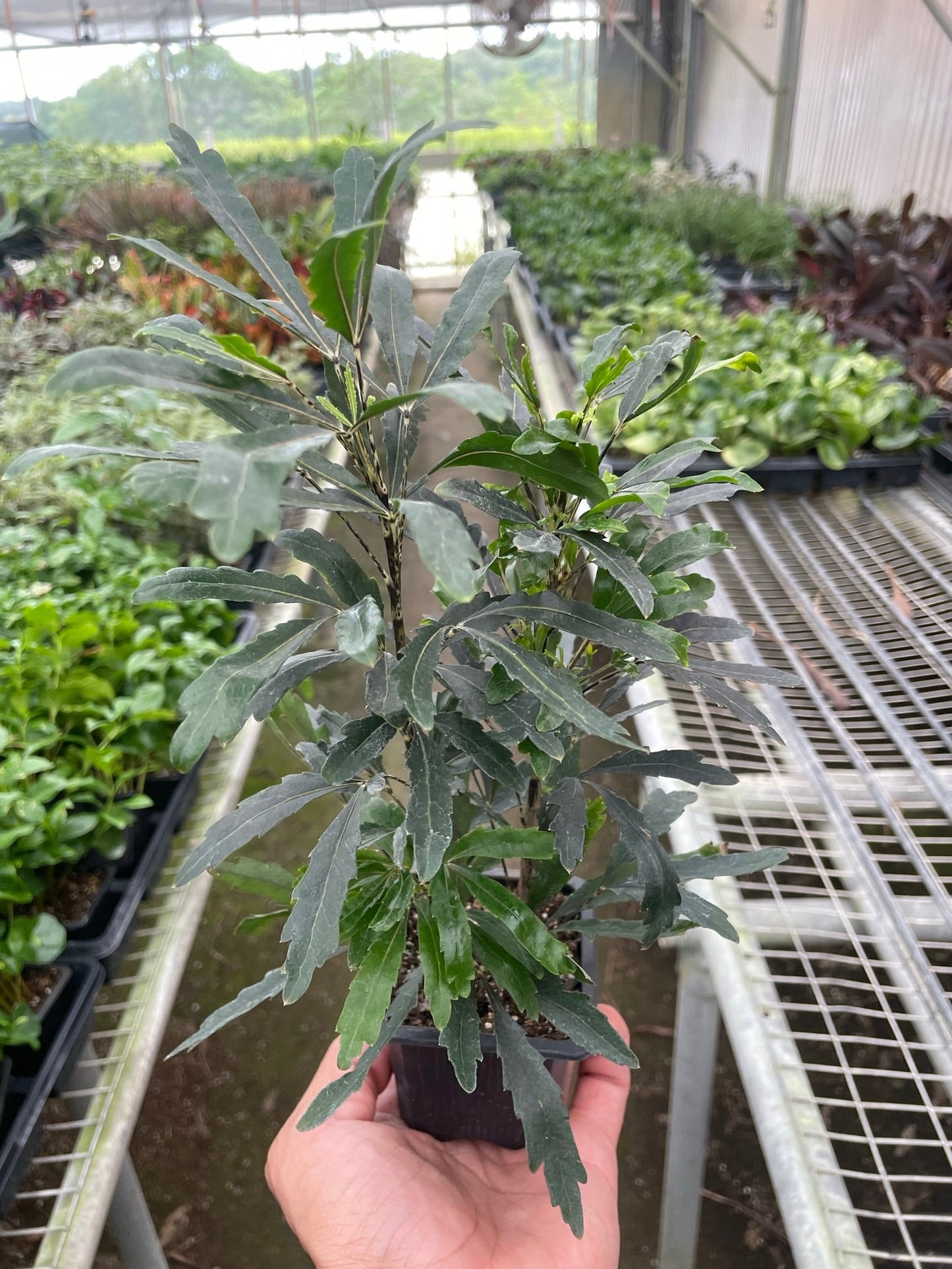 False Aralia Plant AKA Aralia Polyscias