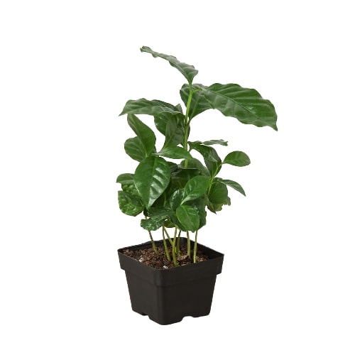 Arabica Coffee Tree in 3 inch pot