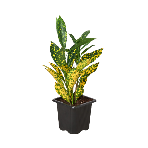 Croton 'Gold Dust'