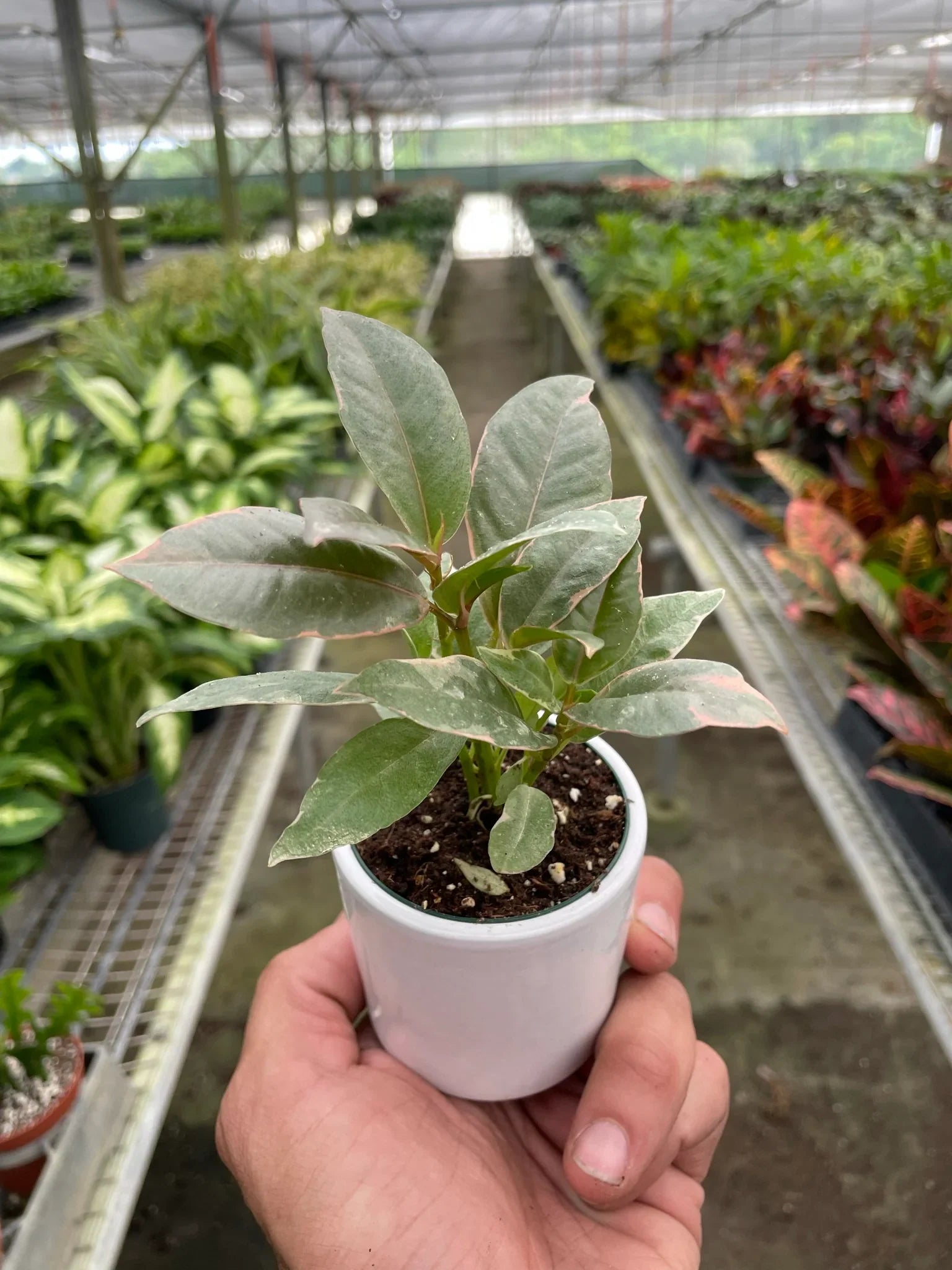 Ficus Elastica Tineke in 3 inch pot