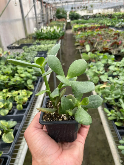 Jade Succulent Plant in 3 inch nursery pot