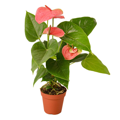 Anthurium pink, stunning low-maintenance houseplant in a 4 inch nursery pot. 