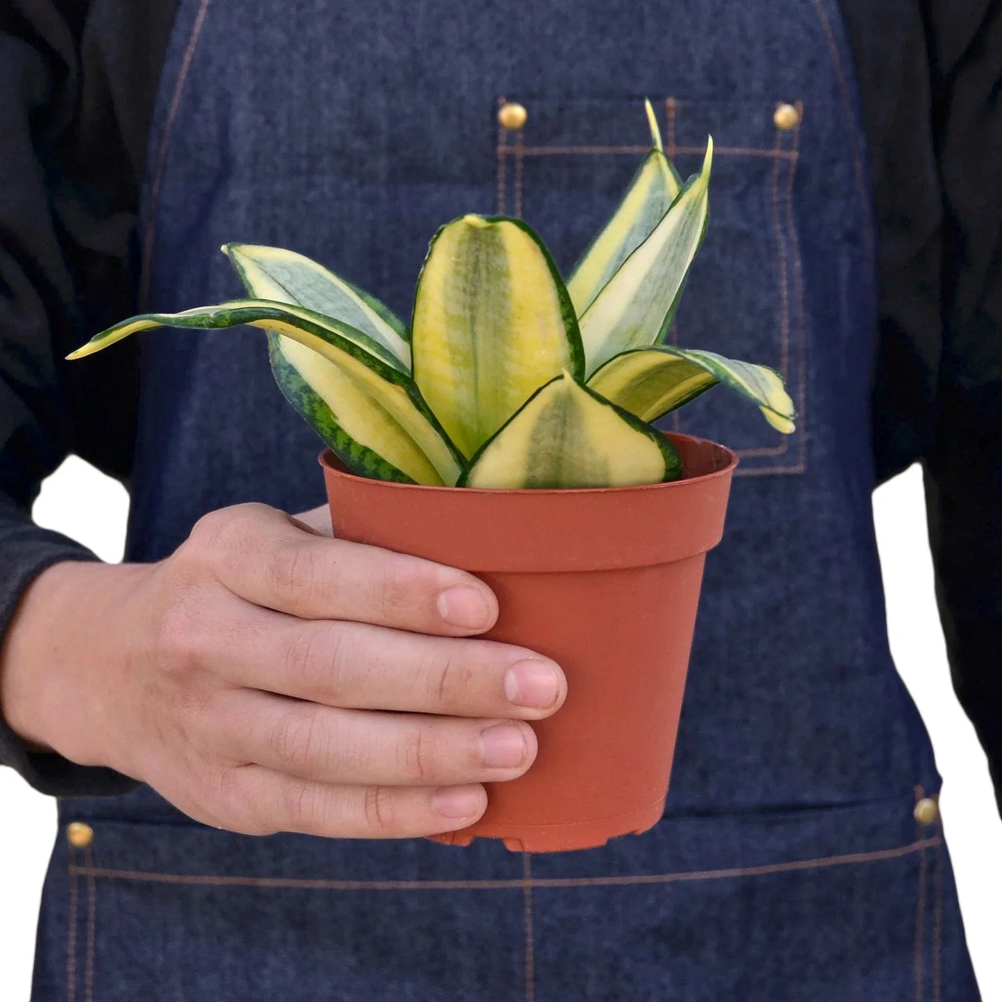 Snake plant gold hahnii