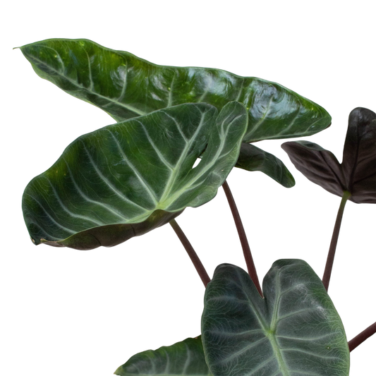 Alocasia Ebony Leaves