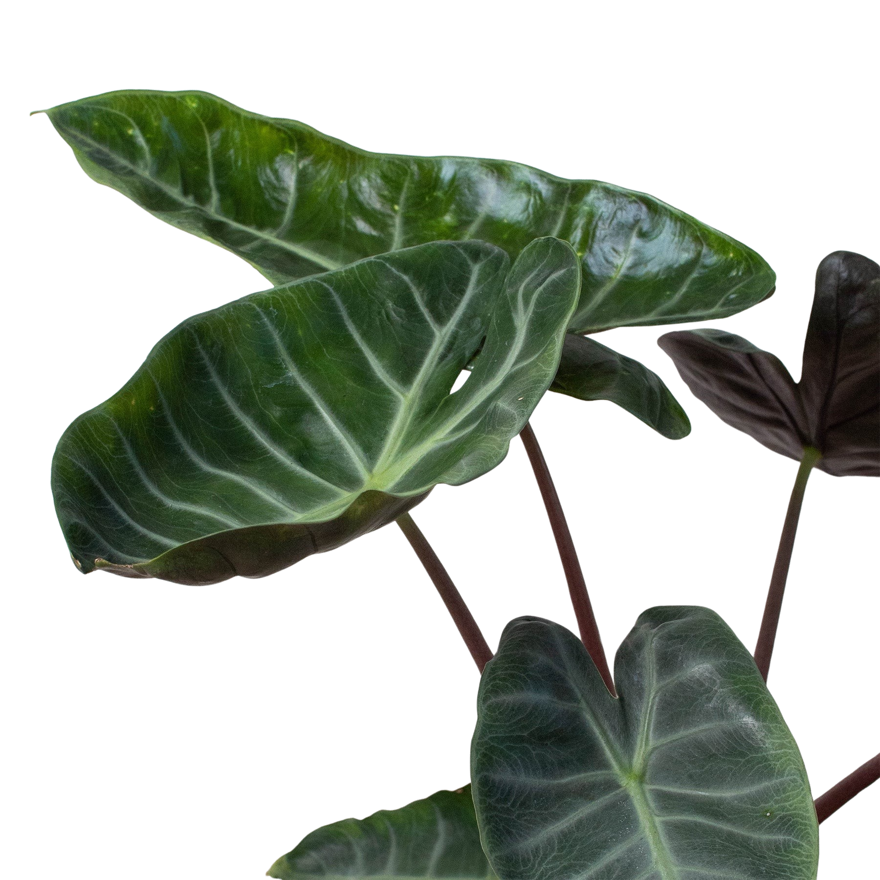Alocasia Ebony