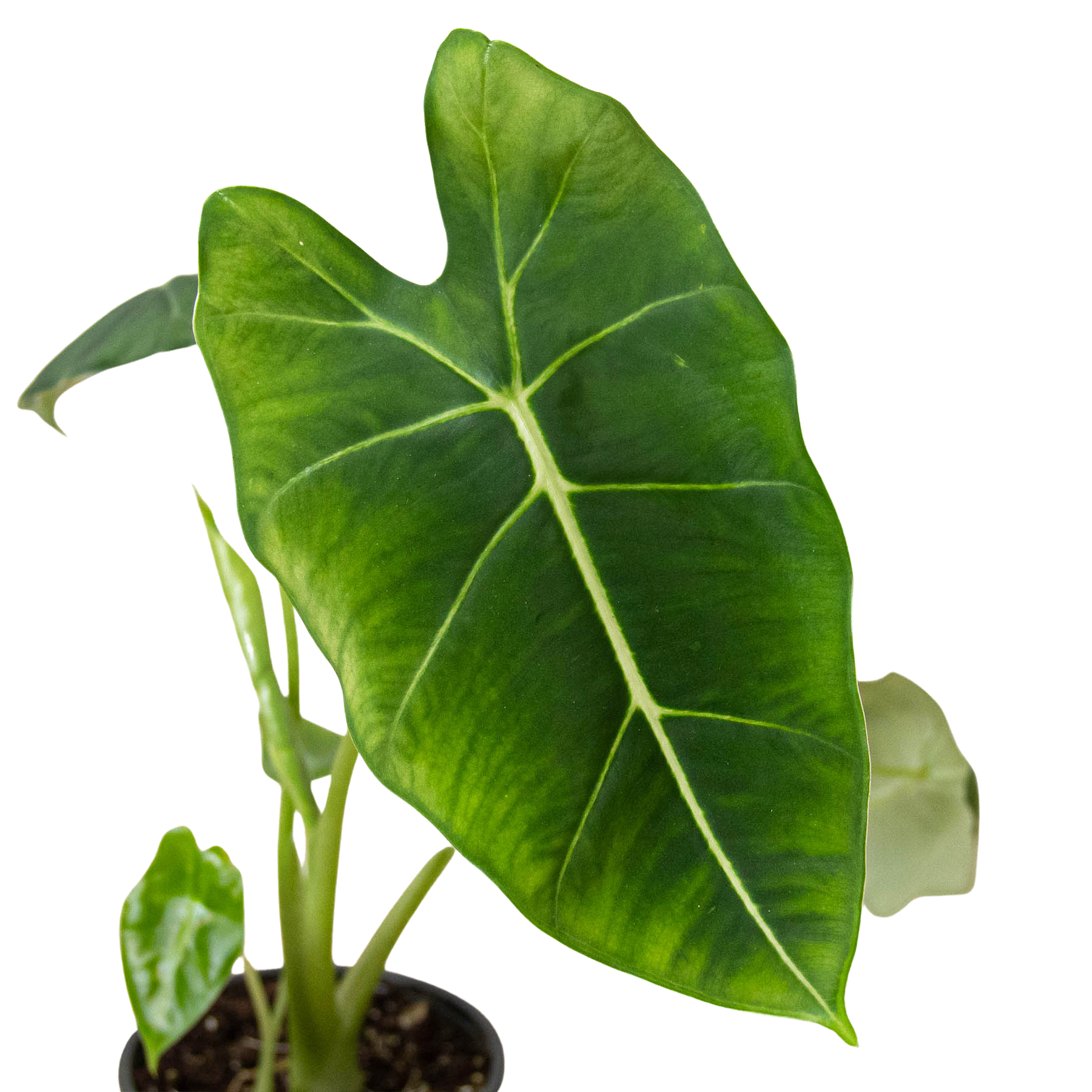 Alocasia Micholitziana 