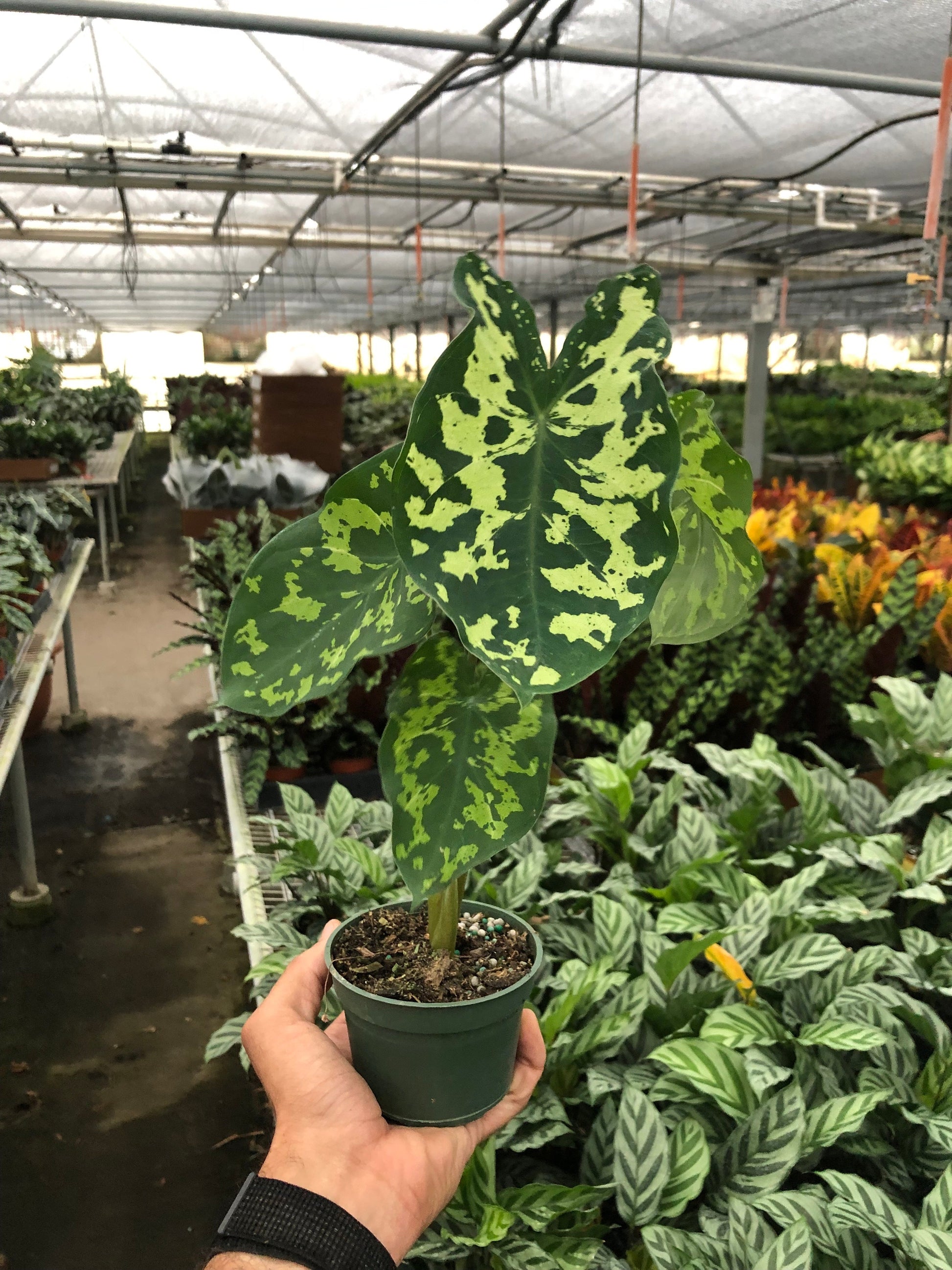 Alocasia Hilo Beauty 4"