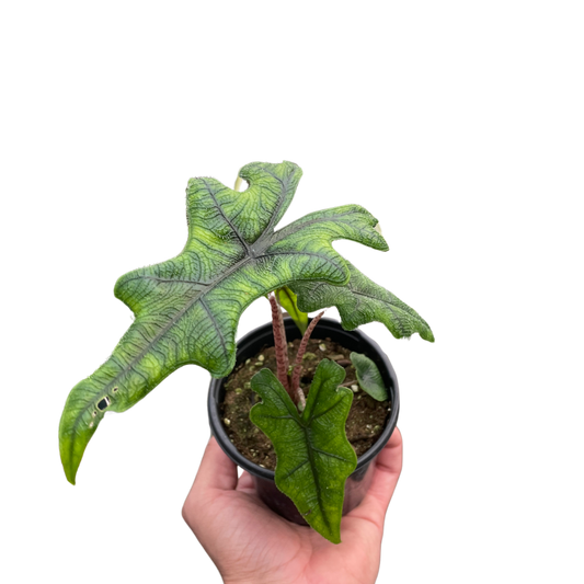 Alocasia Jacklyn 4"