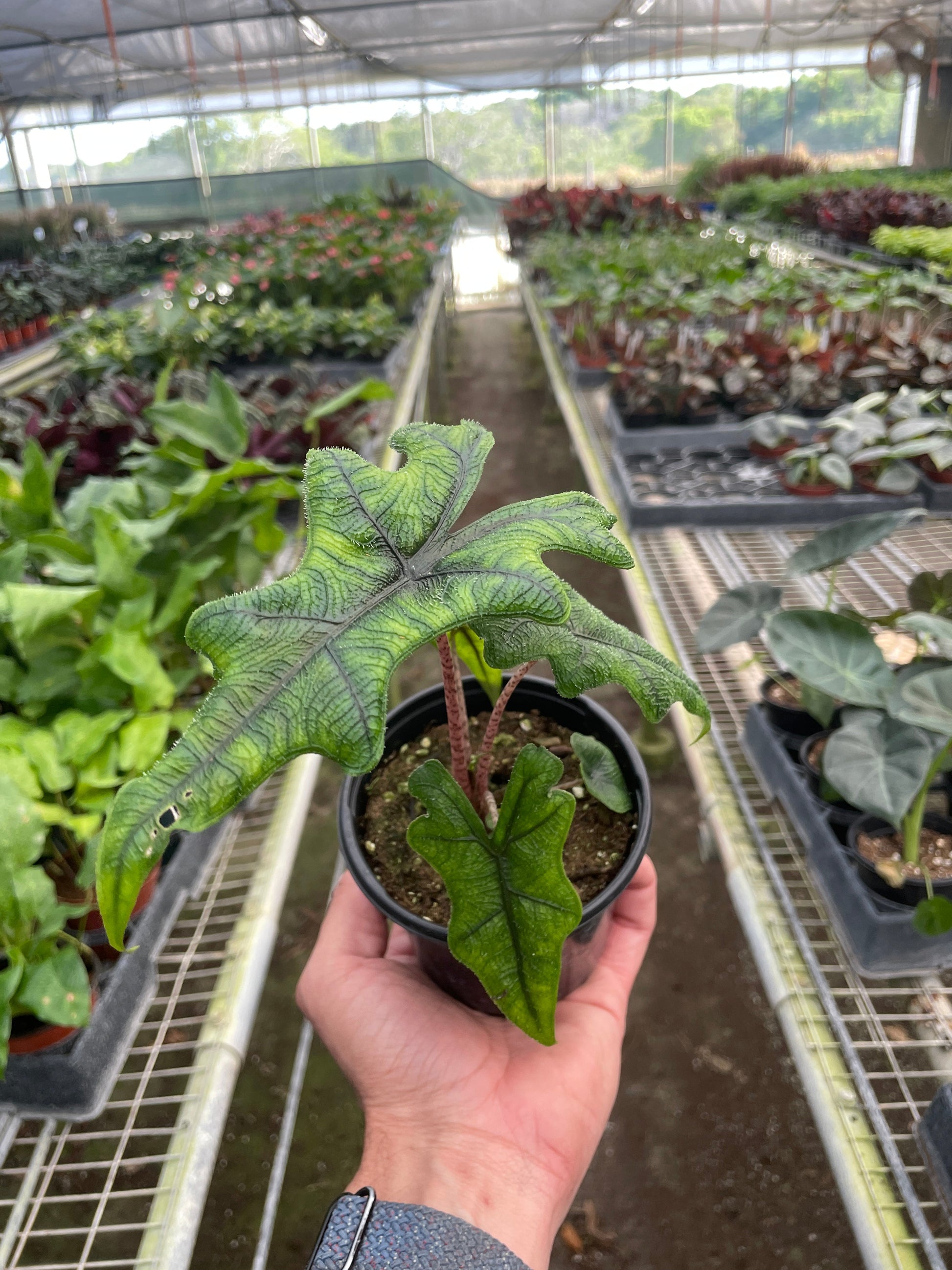 Alocasia Jacklyn