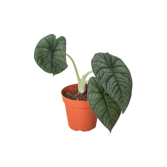 Alocasia Melo 4" pot