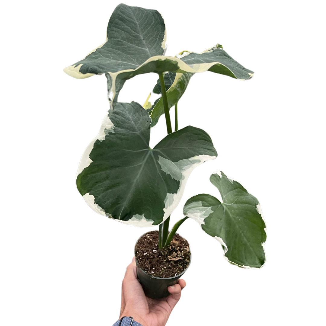 Alocasia Mickey Mouse