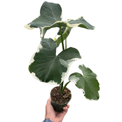 Alocasia Mickey Mouse